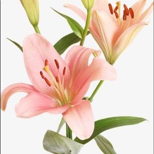 Meet your Posher, Lily